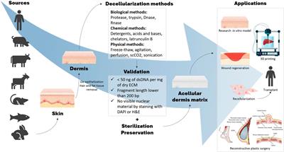 Decellularized dermal matrices: unleashing the potential in tissue engineering and regenerative medicine